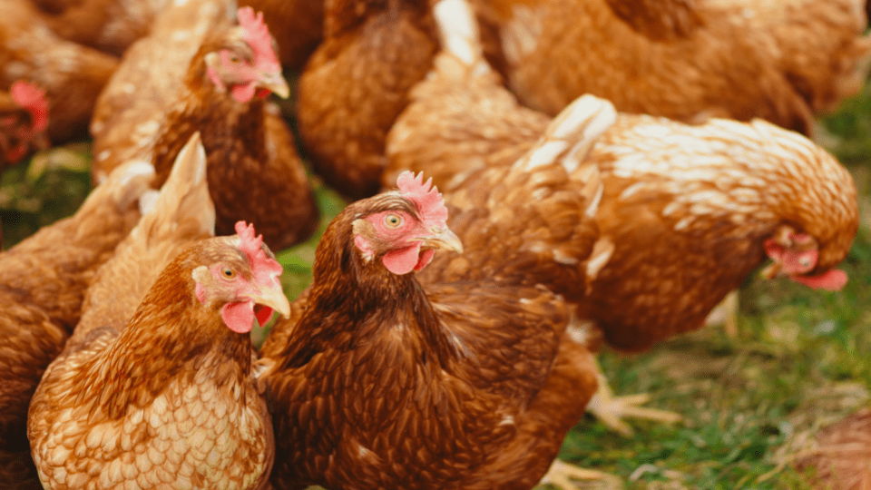 End to end poultry supply chain simulator in Python